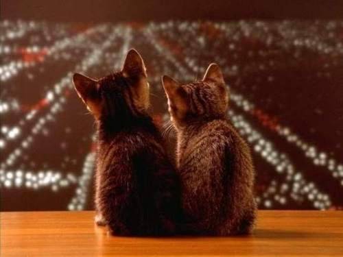 熊猫体育app官网-_特色沙滩运动节：趣味、挑战、娱乐齐聚_，沙滩大型活动项目