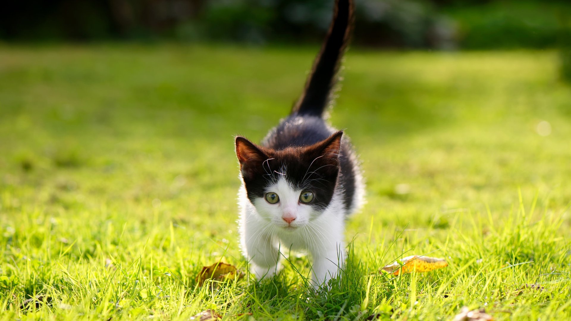 熊猫体育在线官网-_青少年运动员成长路径：从训练营到职业舞台_，青少年运动员选材与培养