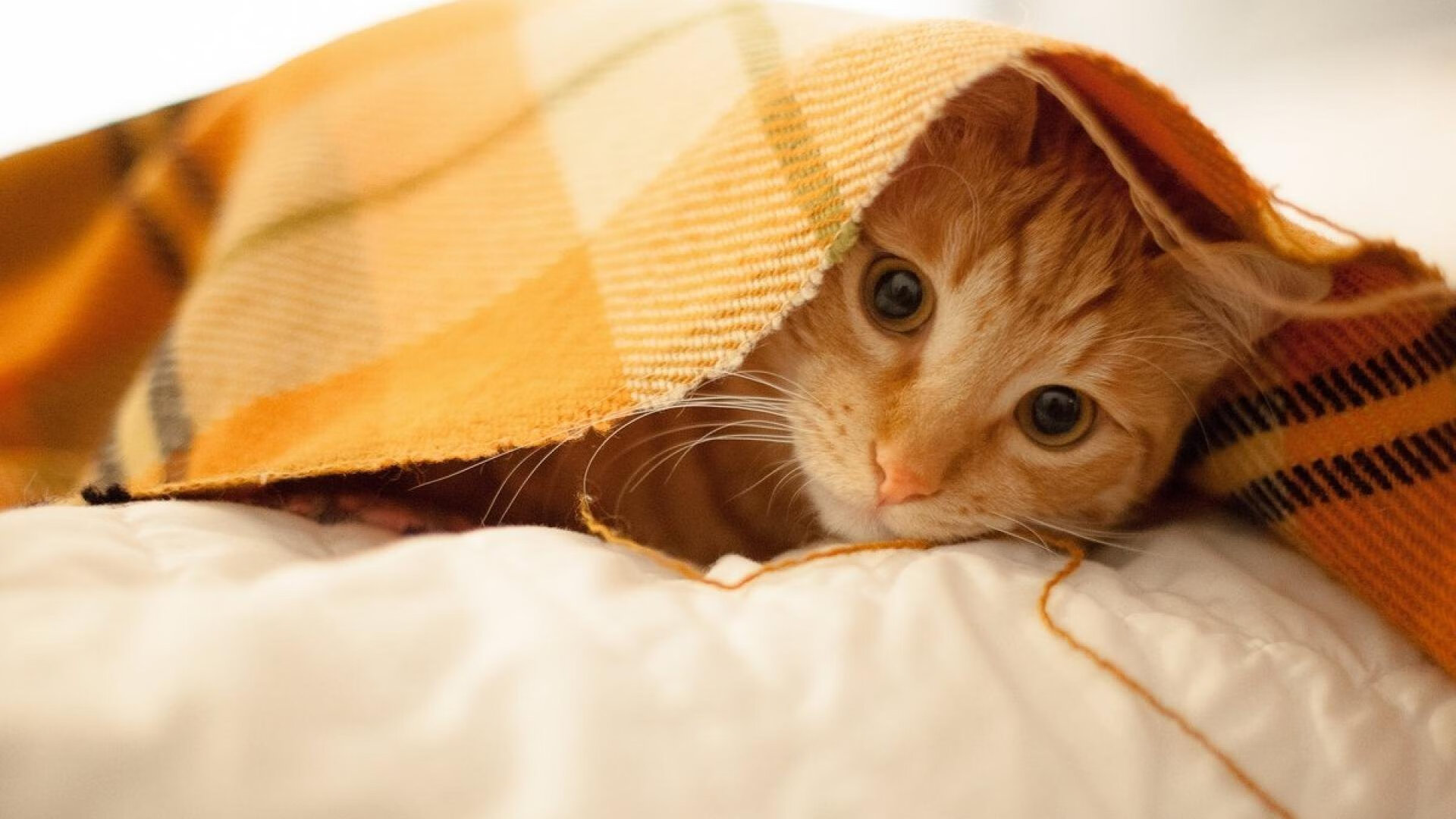 熊猫体育平台安全-西班牙小组赛最佳球员：中场掌控者登场，西班牙队中场奢华