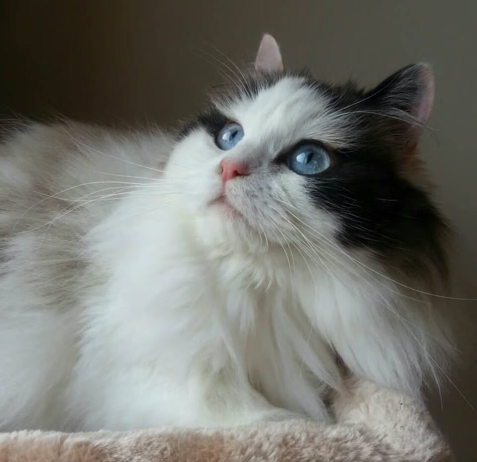 熊猫体育app-皇家贝蒂斯是否能稳住后防线漏洞，皇家贝蒂斯是谁的小弟