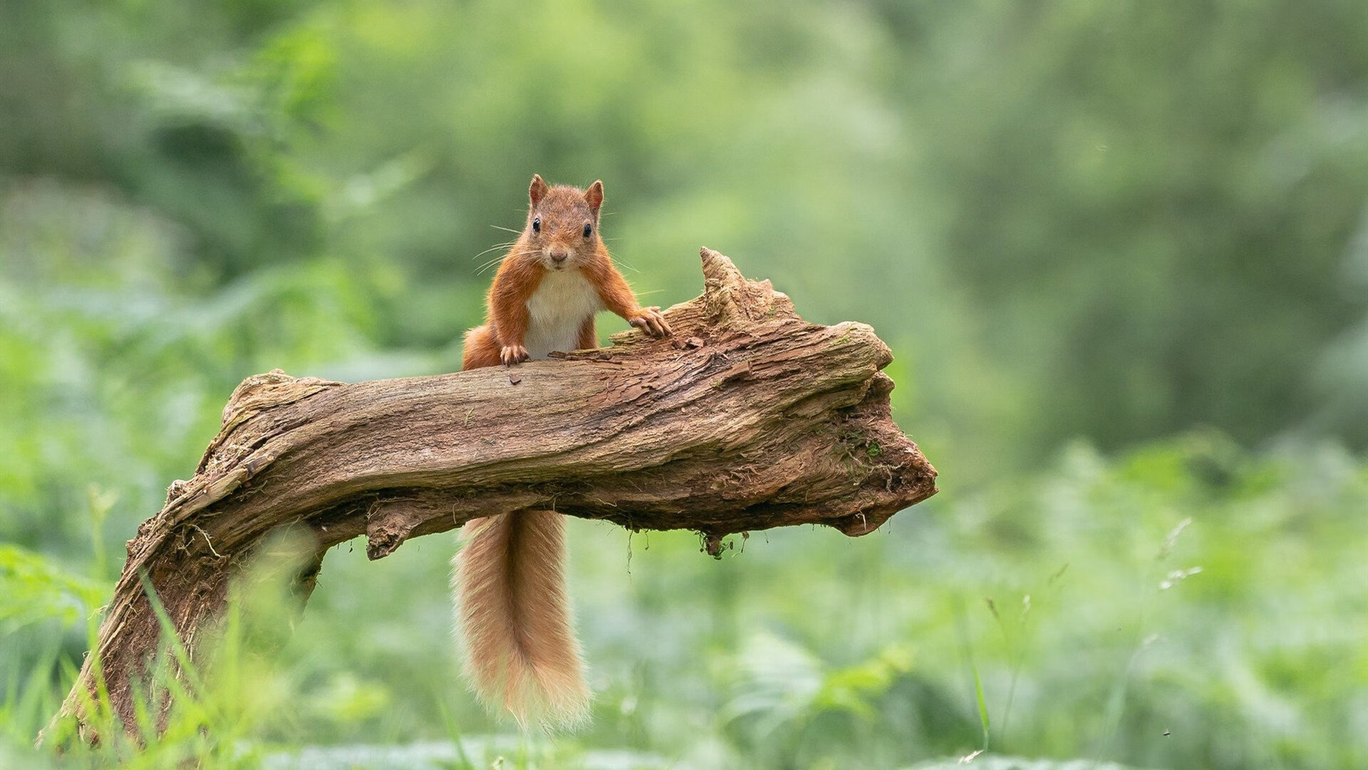 熊猫体育娱乐-高校体育经费投入结构优化建议,高校生均体育经费