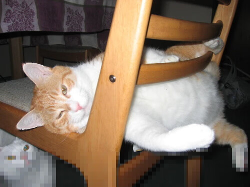 熊猫体育平台安全-2024年国际乒联混合团体世界杯：埃及队强力反击，国际乒联世界杯团体赛