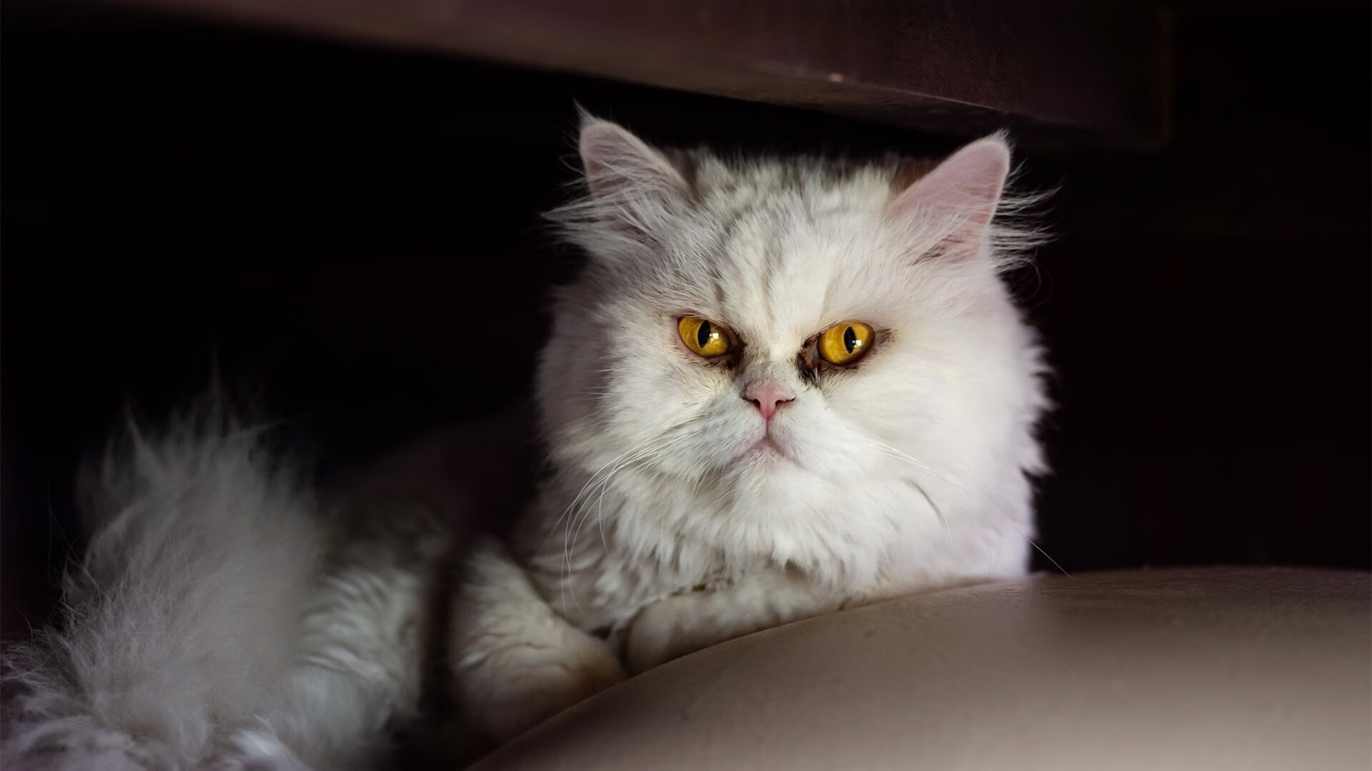 熊猫TV-举重世青赛中国女队整体发挥稳定，中国队女子举重冠军