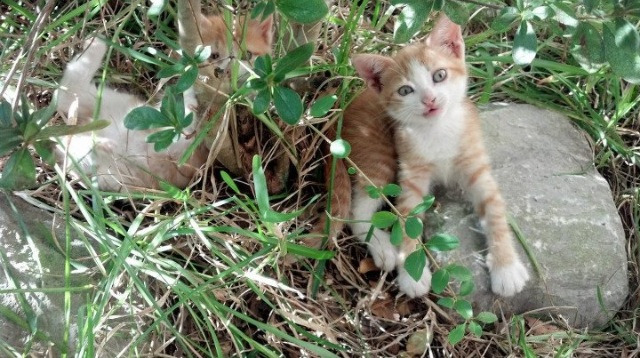 熊猫体育官方试玩-塞维利亚中后场配合流畅减少失误，塞维利亚最佳阵容