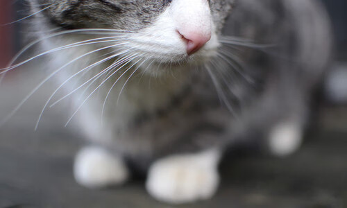熊猫体育平台安全-广东队继续推进战术多样化提升临场应变能力，广东队战术讲解