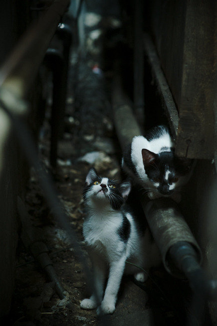 熊猫体育入口-比赛节奏混乱是否应由控卫主导纠正，在比赛中如果选手的基本节奏错误则该选手判为