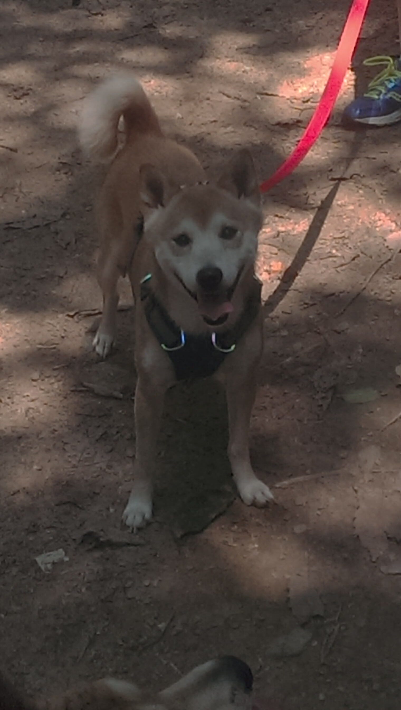 -巴西青训持续投入，足球天才不断涌出