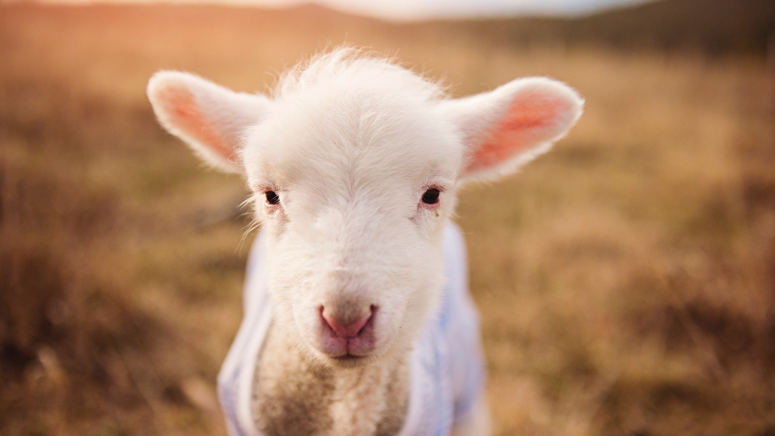 熊猫TV-恩多耶-布鲁阿尔赛场表现引发媒体关注,恩多尔篮球