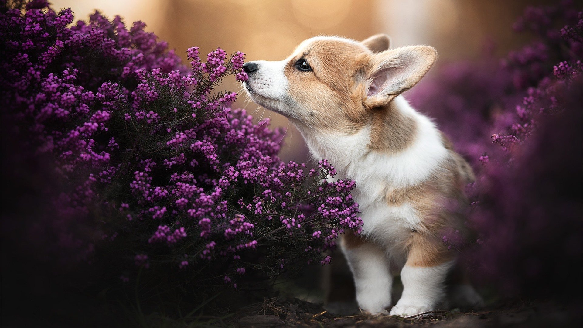 熊猫体育在线官网-水球比赛中立代表队A防线严密,水球赛制