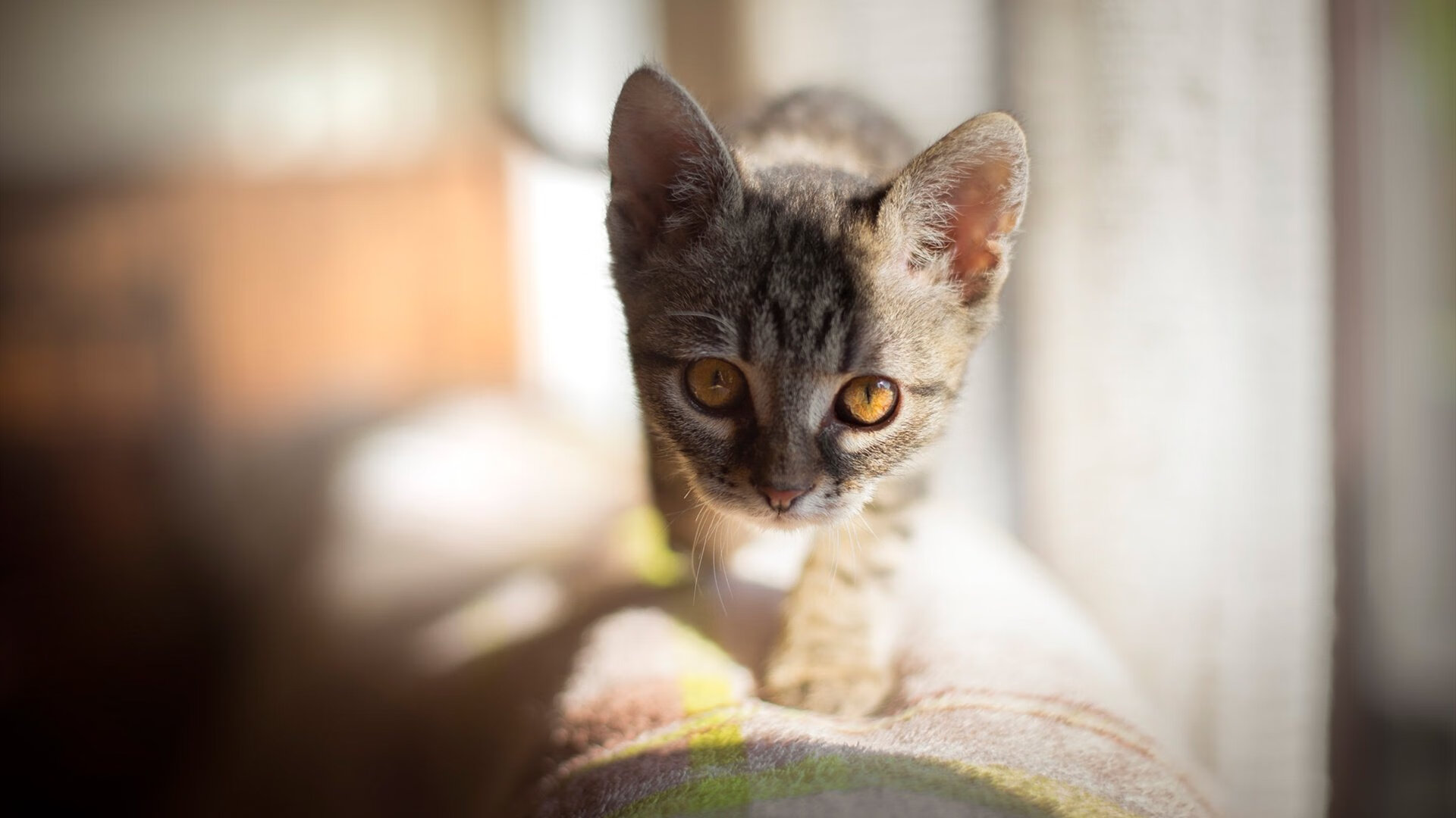 熊猫体育在线-线上足球文化社区活跃度持续提升,推动体育文化广泛普及,足球 社区