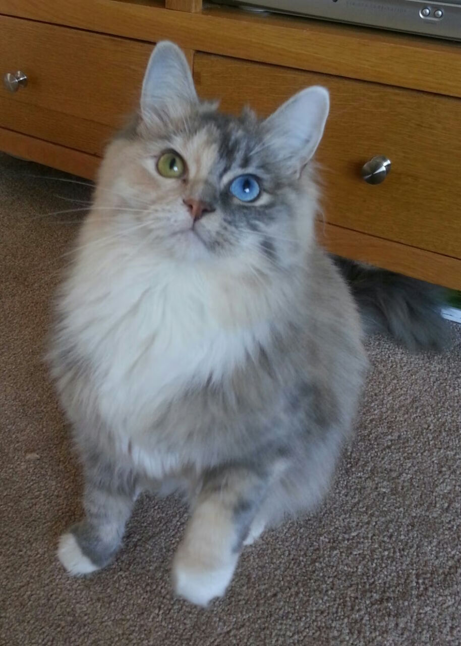 熊猫体育app官网-蛙泳项目朝鲜保持强势，蛙泳最新技术视频