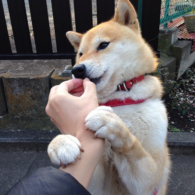 熊猫TV-跳水配合韩国表现愈发成熟,韩国跳水队搞笑视频